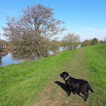 Black Labrador Katie walking beside a peaceful river in the countryside