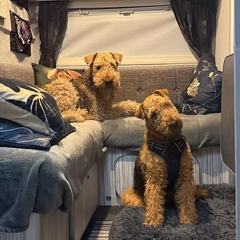 fluffy dogs sitting in a camper van.