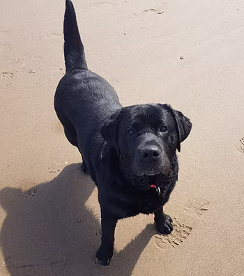 Black Labrador Katie standing on a sandy beach during a campervan adventure