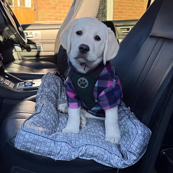 Cute puppy with jumper on sat in front seat of van.