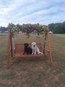 Two dogs sat on a swing with flowers.